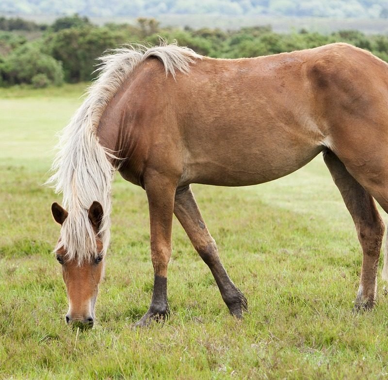 Places to Visit in the New Forest